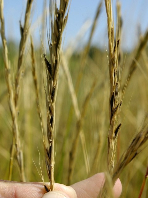 Ergot