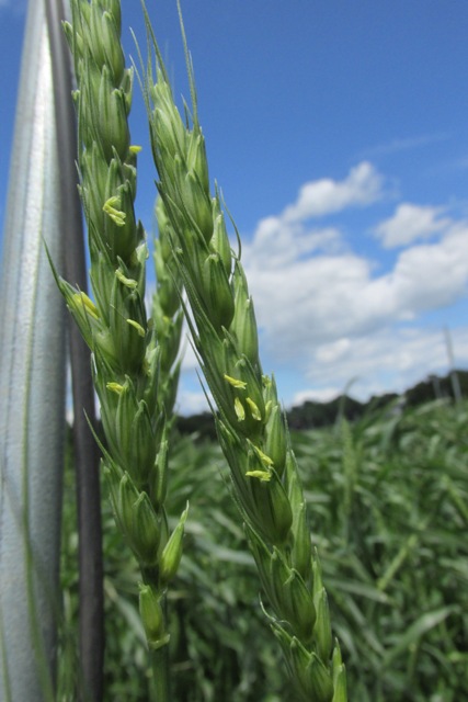 Growth Stages of Wheat