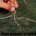 Quackgrass young plant rhizomes