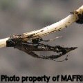 Quackgrass rhizome pieces with nodes
