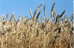 Organic Wheat