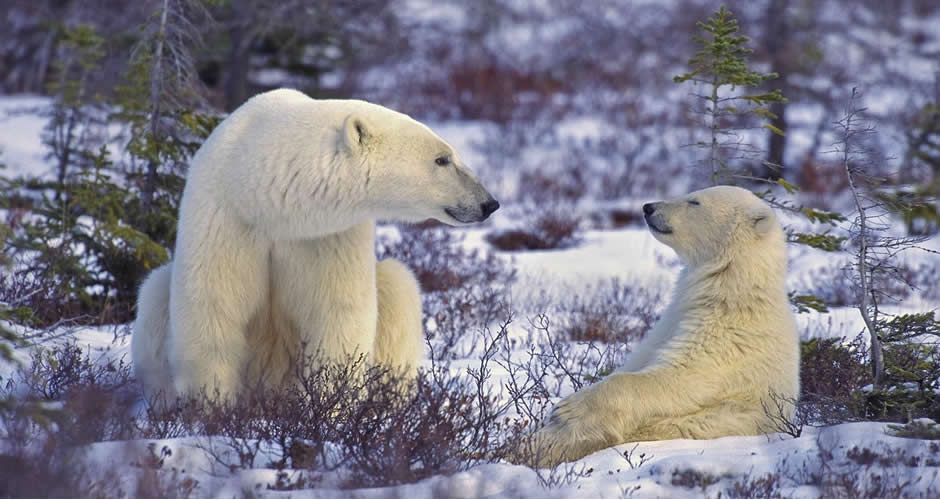 Polar Bear