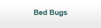 Bed Bugs
