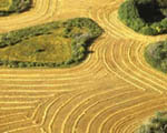 Farm Field