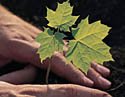 Planting a tree