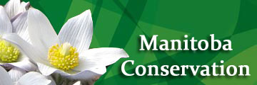 Manitoba Conservation Home Page - Moose