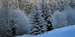 Forest in winter