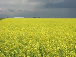 Canola Field
