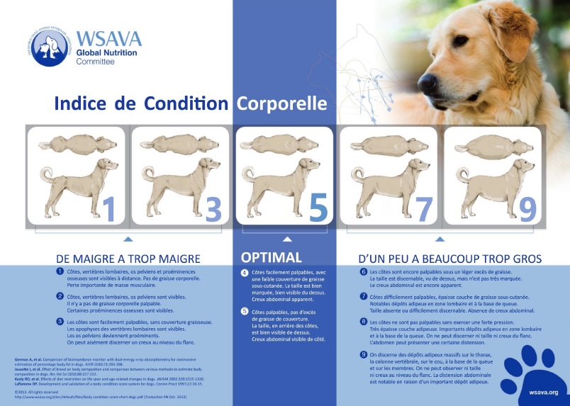 Dog Body Condition Score