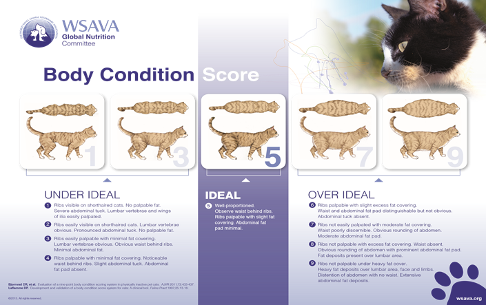 Cat Body Condition Score with three categories under ideal, ideal and over ideal