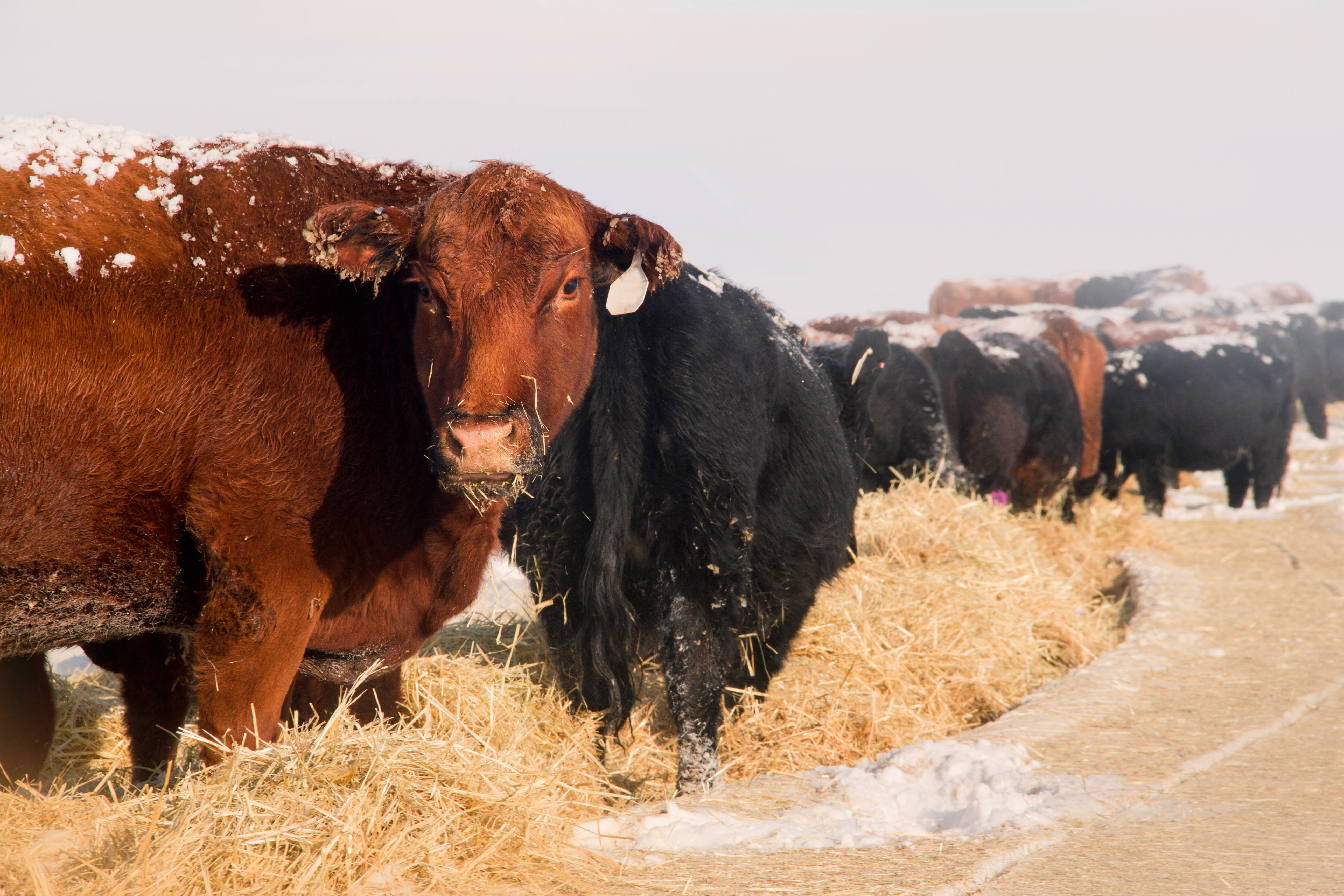 Cattle eating pasture