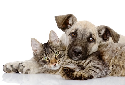 A healthy cat and dog 
