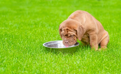 A dog with its feeder