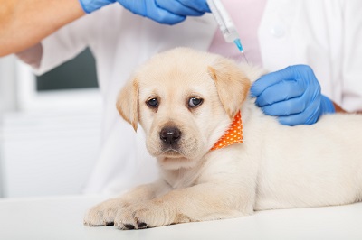 Vet injecting a puppy