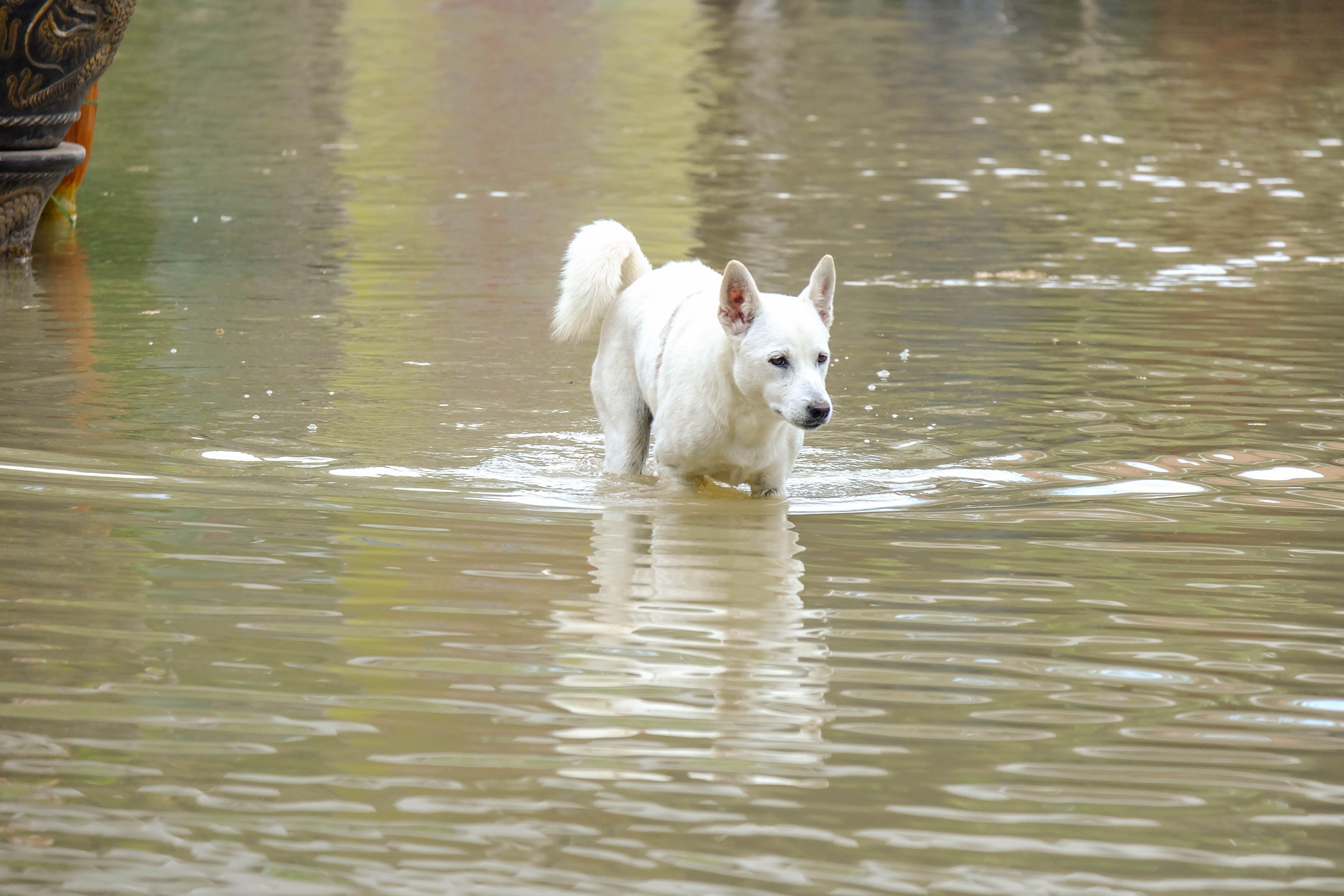 Dog walking on a flooded area
