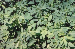 close up of alfalfa