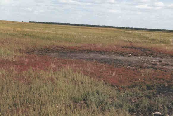 Saline Areas in Pasture