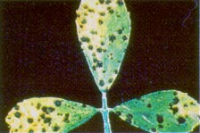 Common leaf spot