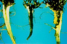 Crown and root rot complex