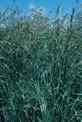 Smooth Brome