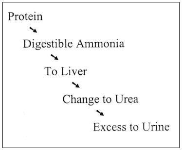 Digestion of Protein and its breakdown of digestible Ammonia