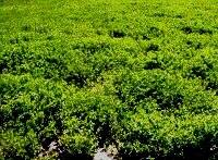 Image - Alfalfa field in a moderately saline soil