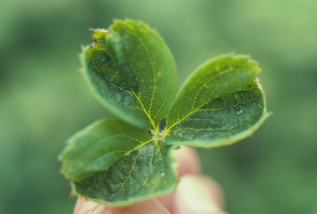 Tip burn of leaves.