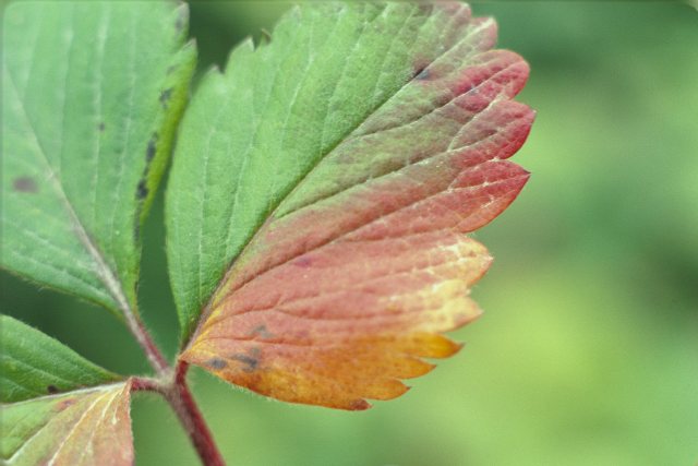 Yellowing or chlorosis of leaves.