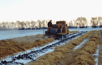 Adding mulch to protect strawberry fields in the winter