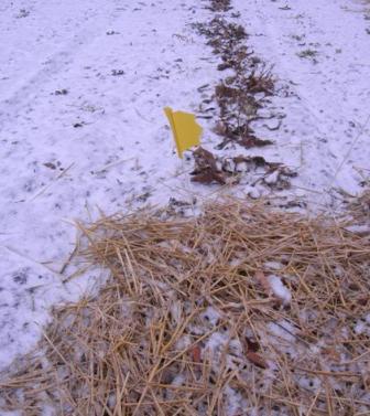 Cover strawberries with straw for the winter