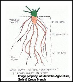 typical strawberry plant depth in soil
