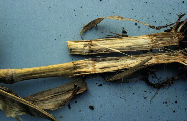 corn internal tissue shredding due to stalk rot