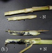 corn stalk diphenylamine nitrate test