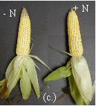 corn N deficiency cob