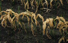 frost injury on small corn