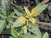 Hemp Plant with Excess Moisture