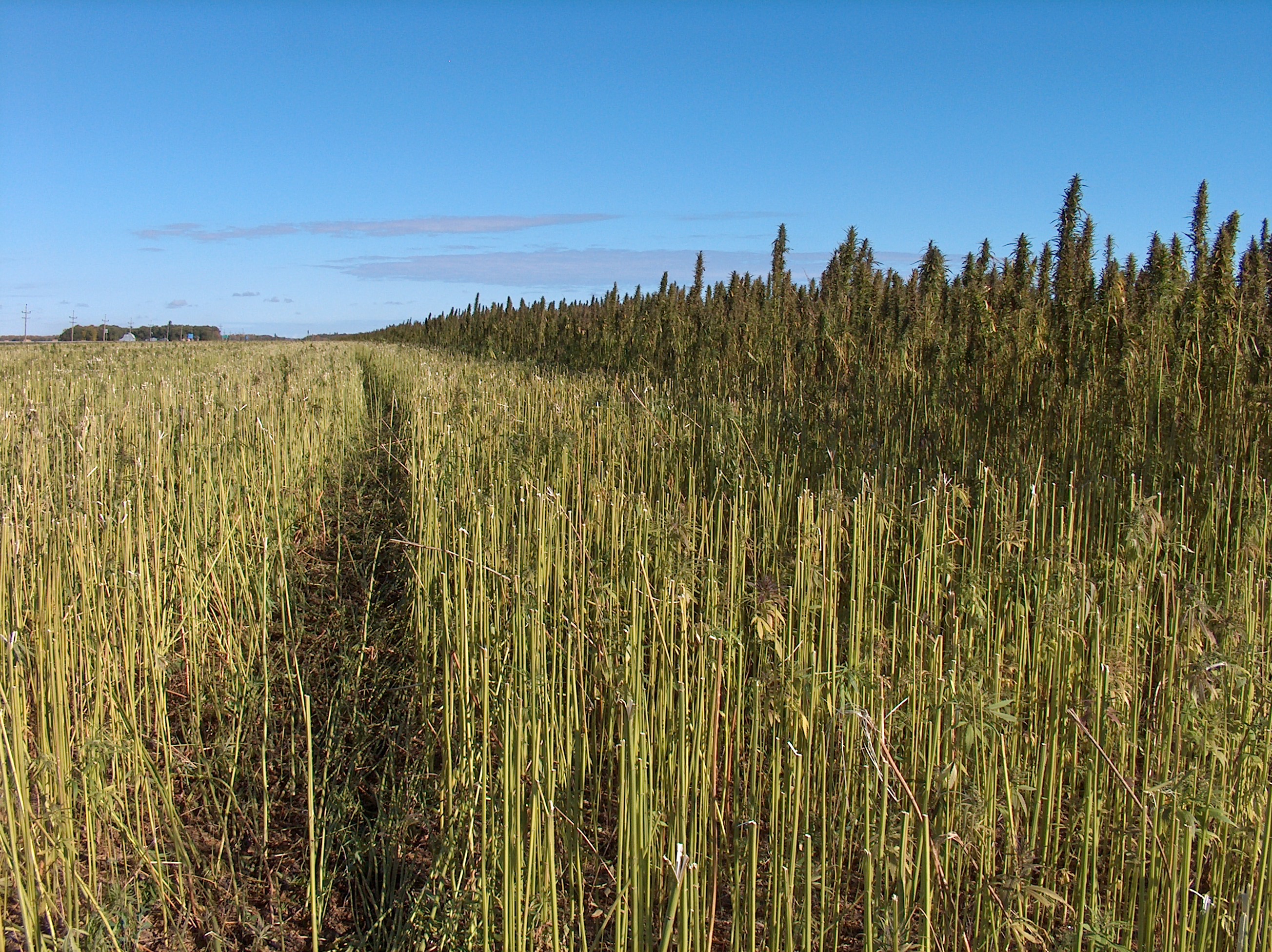 Combining a hemp field