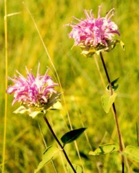 Monarda