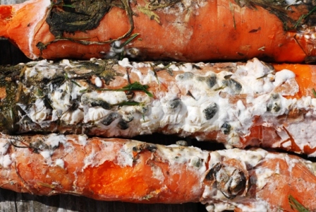 sclerotinia on carrots in storage