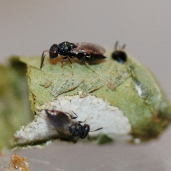 parasite adults on ALB cocoon