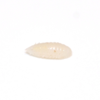 parasite larva