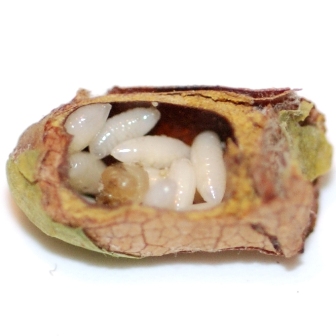 parasite larvae in bee cocoon