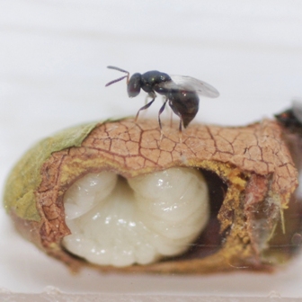 parasitism of prepural bee in cocoon