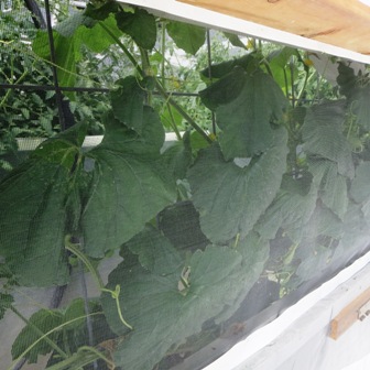 squash in greenhouse