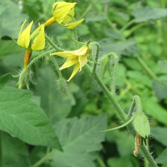 various tomato flowers