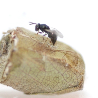 Wasp on ALB cocoon