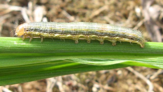 download armyworms download armyworms