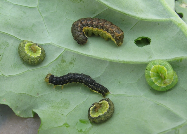 Image result for armyworm