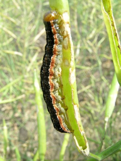 Bertha Armyworm - Agriculture - Province of Manitoba