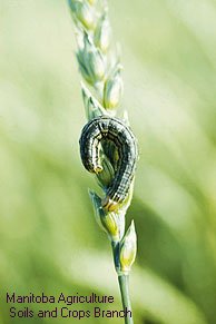 True Armyworm and Fall Armyworm